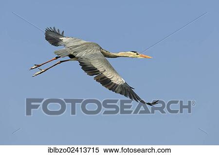 Grey Heron (Ardea cinerea) in flight, Stuttgart, Baden-Wuerttemberg, Germany, Europe View Large Photo Image Stock Photography - Grey Heron (Ardea cinerea) in flight, Stuttgart, Baden-Wuerttemberg, Germany, Europe. Fotosearch