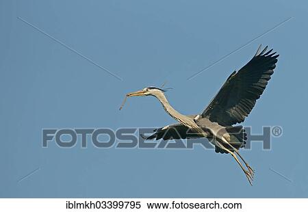 "Grey Heron (Ardea cinerea) in flight with nesting material, Gottingen, Gottingen, Lower Saxony, Germany, Europe" View Large Photo Image Stock Photography - "Grey Heron (Ardea cinerea) in flight with nesting material, Gottingen, Gottingen, Lower Saxony, Germany, Europe". Fotosearch
