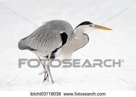 Stock Photo - "Grey Heron (Ardea cinerea) in snow, North Rhine-Westphalia, Germany, Europe". Fotosearch