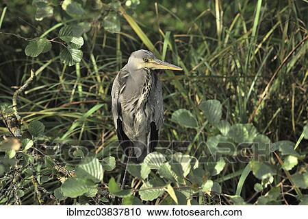 Stock Image - "Grey Heron (Ardea cinerea), in the undergrowth, Mainau, Baden-Wurttemberg, Germany, Europe". Fotosearch