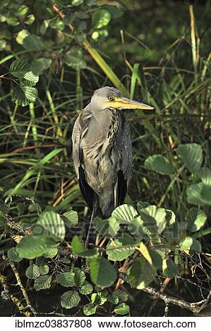 "Grey Heron (Ardea cinerea), in the undergrowth, Mainau, Baden-Wurttemberg, Germany, Europe" View Large Photo Image Stock Photo - "Grey Heron (Ardea cinerea), in the undergrowth, Mainau, Baden-Wurttemberg, Germany, Europe". Fotosearch