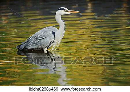 "Grey Heron (Ardea cinerea) in water, North Rhine-Westphalia, Germany, Europe" View Large Photo Image Stock Photo - "Grey Heron (Ardea cinerea) in water, North Rhine-Westphalia, Germany, Europe". Fotosearch