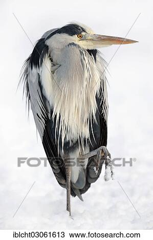 Stock Image - "Grey Heron (Ardea cinerea) in winter, North Rhine-Westphalia, Germany, Europe". Fotosearch