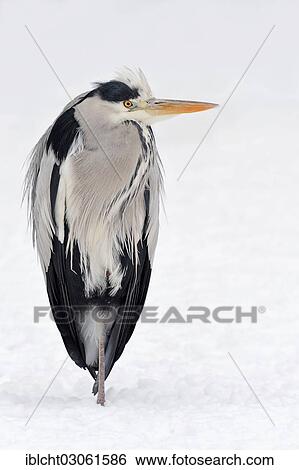 "Grey Heron (Ardea cinerea) in winter, North Rhine-Westphalia, Germany, Europe" View Large Photo Image Stock Photograph - "Grey Heron (Ardea cinerea) in winter, North Rhine-Westphalia, Germany, Europe". Fotosearch
