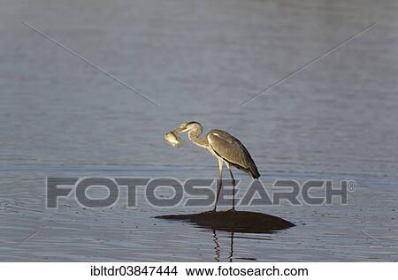 "Grey Heron (Ardea cinerea), juvenile, with fish in its beak on the back of a Hippopotamus (Hippopotamus amphibius), Sunset Dam, Kruger National Park, South Africa, Africa" View Large Photo Image Picture - "Grey Heron (Ardea cinerea), juvenile, with fish in its beak on the back of a Hippopotamus (Hippopotamus amphibius), Sunset Dam, Kruger National Park, South Africa, Africa". Fotosearch