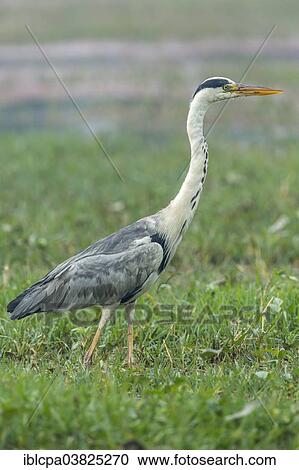 Stock Image - "Grey Heron (Ardea cinerea), Keoladeo National Park, Rajasthan, India, Asia". Fotosearch