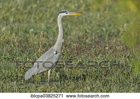 "Grey Heron (Ardea cinerea), Keoladeo National Park, Rajasthan, India, Asia" View Large Photo Image Stock Image - "Grey Heron (Ardea cinerea), Keoladeo National Park, Rajasthan, India, Asia". Fotosearch