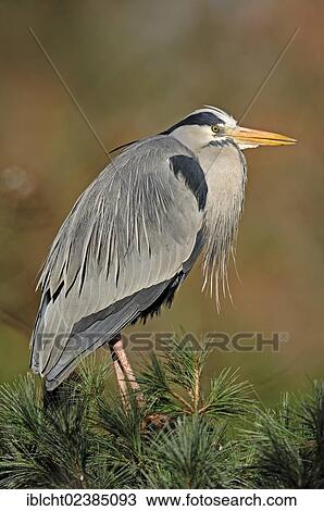 "Grey Heron (Ardea cinerea), North Rhine-Westphalia, Germany, Europe" View Large Photo Image Stock Image - "Grey Heron (Ardea cinerea), North Rhine-Westphalia, Germany, Europe". Fotosearch