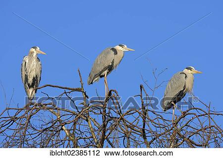 Stock Image - "Grey Heron (Ardea cinerea), North Rhine-Westphalia, Germany, Europe". Fotosearch