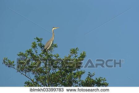"Grey Heron (Ardea cinerea) on a tree, Gottingen, Gottingen, Lower Saxony, Germany, Europe" View Large Photo Image Stock Image - "Grey Heron (Ardea cinerea) on a tree, Gottingen, Gottingen, Lower Saxony, Germany, Europe". Fotosearch