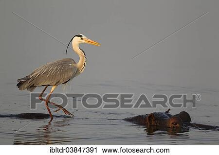 Stock Image - "Grey Heron (Ardea cinerea) on the back of a Hippopotamus (Hippopotamus amphibius), Sunset Dam, Kruger National Park, South Africa, Africa". Fotosearch