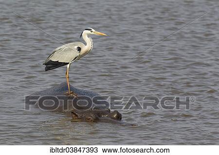 Stock Image - "Grey Heron (Ardea cinerea) on the back of a Hippopotamus (Hippopotamus amphibius), Sunset Dam, Kruger National Park, South Africa, Africa". Fotosearch