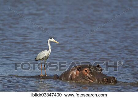 Stock Image - "Grey Heron (Ardea cinerea) on the back of a Hippopotamus (Hippopotamus amphibius), Sunset Dam, Kruger National Park, South Africa, Africa". Fotosearch
