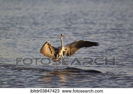 Stock Image - "Grey Heron (Ardea cinerea) on the back of a Hippopotamus (Hippopotamus amphibius), Sunset Dam, Kruger National Park, South Africa, Africa". Fotosearch