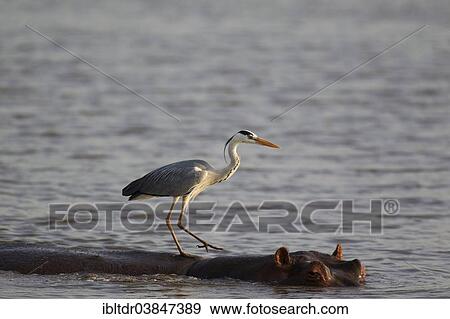 "Grey Heron (Ardea cinerea) on the back of a Hippopotamus (Hippopotamus amphibius), Sunset Dam, Kruger National Park, South Africa, Africa" View Large Photo Image Stock Photo - "Grey Heron (Ardea cinerea) on the back of a Hippopotamus (Hippopotamus amphibius), Sunset Dam, Kruger National Park, South Africa, Africa". Fotosearch