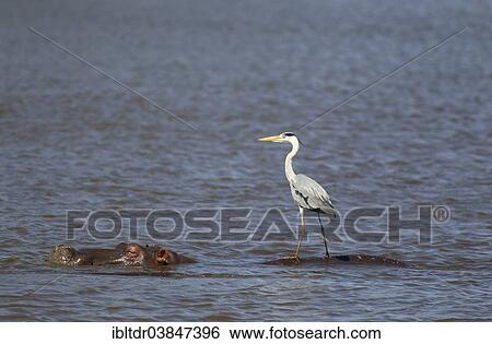 Stock Photograph - "Grey Heron (Ardea cinerea) on the back of a Hippopotamus (Hippopotamus amphibius), Sunset Dam, Kruger National Park, South Africa, Africa". Fotosearch