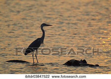 "Grey Heron (Ardea cinerea), on the back of a Hippopotamus (Hippopotamus amphibius), at sunset, Sunset Dam, Kruger National Park, South Africa, Africa" View Large Photo Image Stock Image - "Grey Heron (Ardea cinerea), on the back of a Hippopotamus (Hippopotamus amphibius), at sunset, Sunset Dam, Kruger National Park, South Africa, Africa". Fotosearch