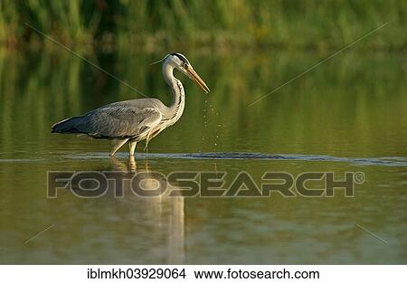 "Grey Heron (Ardea cinerea), Mecklenburg-Western Pomerania, Germany, Europe" View Large Photo Image Picture - "Grey Heron (Ardea cinerea), Mecklenburg-Western Pomerania, Germany, Europe". Fotosearch
