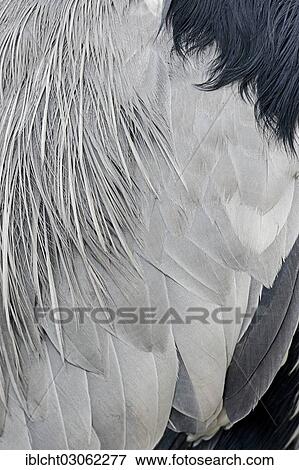 Stock Photo - "Grey Heron (Ardea cinerea), plumage detail, North Rhine-Westphalia, Germany, Europe". Fotosearch