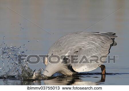 "Grey Heron (Ardea cinerea) plunging into water to catch a fish, Lower Saxony, Germany, Europe" View Large Photo Image Stock Image - "Grey Heron (Ardea cinerea) plunging into water to catch a fish, Lower Saxony, Germany, Europe". Fotosearch