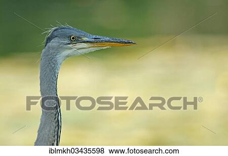 "Grey Heron (Ardea cinerea), portrait, Gottingen, Gottingen, Lower Saxony, Germany, Europe" View Large Photo Image Stock Photo - "Grey Heron (Ardea cinerea), portrait, Gottingen, Gottingen, Lower Saxony, Germany, Europe". Fotosearch