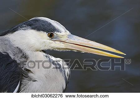 "Grey Heron (Ardea cinerea), portrait, North Rhine-Westphalia, Germany, Europe" View Large Photo Image Stock Photograph - "Grey Heron (Ardea cinerea), portrait, North Rhine-Westphalia, Germany, Europe". Fotosearch