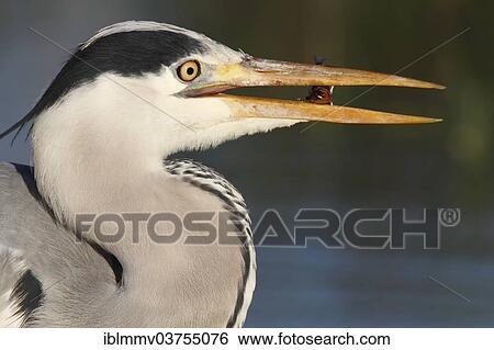 "Grey Heron (Ardea cinerea), portrait, with a caught stickleback, Lower Saxony, Germany, Europe" View Large Photo Image Stock Photograph - "Grey Heron (Ardea cinerea), portrait, with a caught stickleback, Lower Saxony, Germany, Europe". Fotosearch