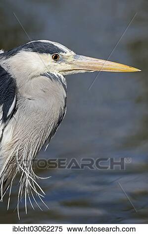 "Grey Heron (Ardea cinerea), portrait, North Rhine-Westphalia, Germany, Europe" View Large Photo Image Stock Photography - "Grey Heron (Ardea cinerea), portrait, North Rhine-Westphalia, Germany, Europe". Fotosearch