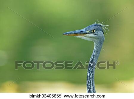 "Grey Heron (Ardea cinerea), portrait, Gottingen, Gottingen, Lower Saxony, Germany, Europe" View Large Photo Image Stock Photography - "Grey Heron (Ardea cinerea), portrait, Gottingen, Gottingen, Lower Saxony, Germany, Europe". Fotosearch