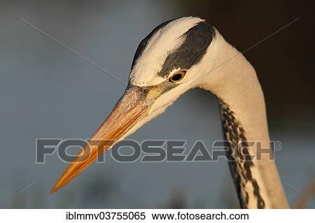 "Grey Heron (Ardea cinerea), portrait, Lower Saxony, Germany, Europe" View Large Photo Image Stock Photography - "Grey Heron (Ardea cinerea), portrait, Lower Saxony, Germany, Europe". Fotosearch