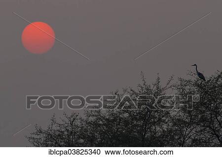 Stock Image - "Grey Heron (Ardea cinerea) sitting on tree in the sunset, Keoladeo National Park, Rajasthan, India, Asia". Fotosearch