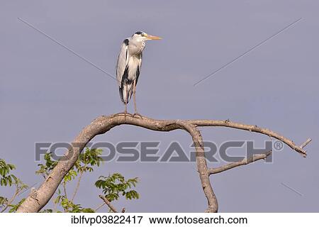 "Grey Heron (Ardea cinerea), South Luangwa National Park, Zambia, Africa" View Large Photo Image Stock Photo - "Grey Heron (Ardea cinerea), South Luangwa National Park, Zambia, Africa". Fotosearch