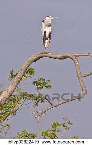 Stock Photo - "Grey Heron (Ardea cinerea), South Luangwa National Park, Zambia, Africa". Fotosearch