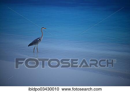 "Grey Heron (Ardea cinerea) standing on beach, Ari Atoll, Maldives, Asia" View Large Photo Image Stock Image - "Grey Heron (Ardea cinerea) standing on beach, Ari Atoll, Maldives, Asia". Fotosearch