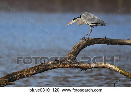 "Grey Heron (Ardea cinerea) standing on a tree branch, Schleswig-Holstein, Germany, Europe" View Large Photo Image Stock Image - "Grey Heron (Ardea cinerea) standing on a tree branch, Schleswig-Holstein, Germany, Europe". Fotosearch