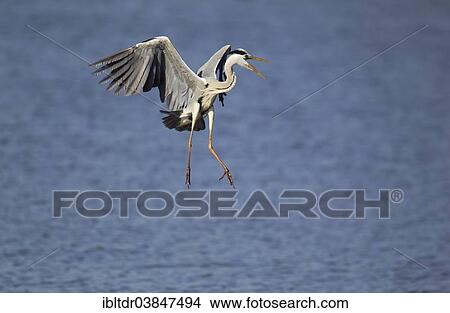 "Grey Heron (Ardea cinerea), startled by the hostile approach of another heron, Sunset Dam, Kruger National Park, South Africa, Africa" View Large Photo Image Picture - "Grey Heron (Ardea cinerea), startled by the hostile approach of another heron, Sunset Dam, Kruger National Park, South Africa, Africa". Fotosearch