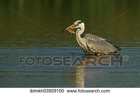 "Grey Heron (Ardea cinerea), Mecklenburg-Western Pomerania, Germany, Europe" View Large Photo Image Stock Image - "Grey Heron (Ardea cinerea), Mecklenburg-Western Pomerania, Germany, Europe". Fotosearch