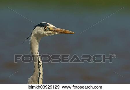 "Grey Heron (Ardea cinerea), Mecklenburg-Western Pomerania, Germany, Europe" View Large Photo Image Stock Photo - "Grey Heron (Ardea cinerea), Mecklenburg-Western Pomerania, Germany, Europe". Fotosearch