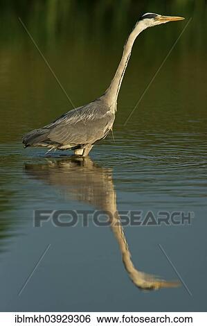 "Grey Heron (Ardea cinerea), Mecklenburg-Western Pomerania, Germany, Europe" View Large Photo Image Stock Photograph - "Grey Heron (Ardea cinerea), Mecklenburg-Western Pomerania, Germany, Europe". Fotosearch
