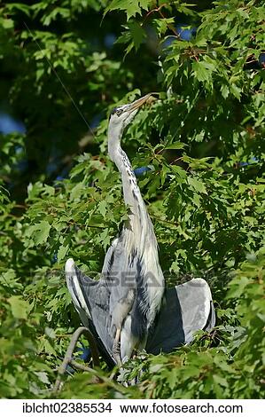 "Grey Heron (Ardea cinerea) taking a sunbath, North Rhine-Westphalia, Germany, Europe" View Large Photo Image Picture - "Grey Heron (Ardea cinerea) taking a sunbath, North Rhine-Westphalia, Germany, Europe". Fotosearch