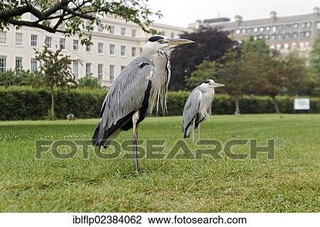 Stock Image - "Grey Heron (Ardea cinerea), two adults, standing on grass in city parkland, Regent's Park, London, London region, England, United Kingdom, Europe". Fotosearch