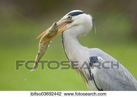 "Grey Heron (Ardea cinerea) with a fish in its beak, Thuringia, Germany, Europe" View Large Photo Image Stock Image - "Grey Heron (Ardea cinerea) with a fish in its beak, Thuringia, Germany, Europe". Fotosearch