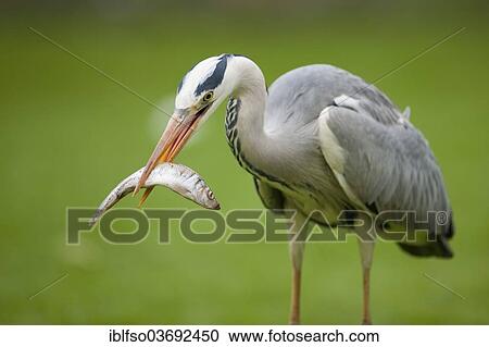 "Grey Heron (Ardea cinerea) with a fish in its beak, Thuringia, Germany, Europe" View Large Photo Image Stock Image - "Grey Heron (Ardea cinerea) with a fish in its beak, Thuringia, Germany, Europe". Fotosearch