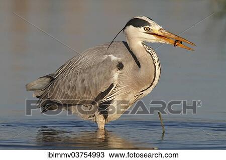 "Grey Heron (Ardea cinerea) with caught stickleback, Lower Saxony, Germany, Europe" View Large Photo Image Stock Image - "Grey Heron (Ardea cinerea) with caught stickleback, Lower Saxony, Germany, Europe". Fotosearch