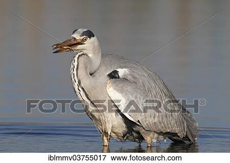 Stock Photo - "Grey Heron (Ardea cinerea) with caught stickleback, Lower Saxony, Germany, Europe". Fotosearch