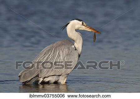 Stock Photograph - "Grey Heron (Ardea cinerea) with caught stickleback, Lower Saxony, Germany, Europe". Fotosearch
