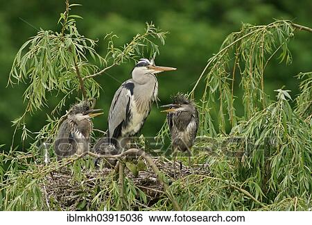 "Grey Heron (Ardea cinerea) with chicks at nest, Lower Saxony, Germany, Europe" View Large Photo Image Stock Photograph - "Grey Heron (Ardea cinerea) with chicks at nest, Lower Saxony, Germany, Europe". Fotosearch