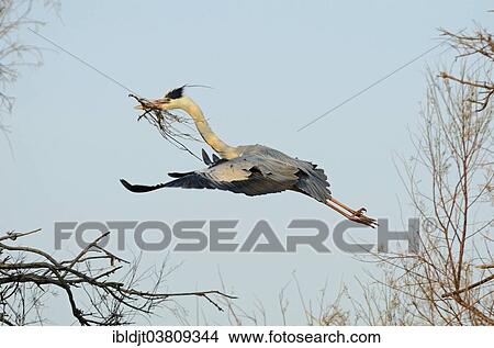 "Grey Heron (Ardea cinerea) with nesting material in flight, in spring, Camargue, France, Europe" View Large Photo Image Picture - "Grey Heron (Ardea cinerea) with nesting material in flight, in spring, Camargue, France, Europe". Fotosearch