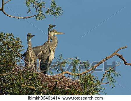 "Grey Herons (Ardea cinerea) in a nest, Gottingen, Gottingen, Lower Saxony, Germany, Europe" View Large Photo Image Picture - "Grey Herons (Ardea cinerea) in a nest, Gottingen, Gottingen, Lower Saxony, Germany, Europe". Fotosearch
