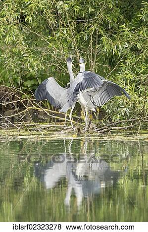 "Grey Herons (Ardea cinerea) standing on the edge of a pond, Goettingen, Lower Saxony, Germany, Europe" View Large Photo Image Stock Photo - "Grey Herons (Ardea cinerea) standing on the edge of a pond, Goettingen, Lower Saxony, Germany, Europe". Fotosearch